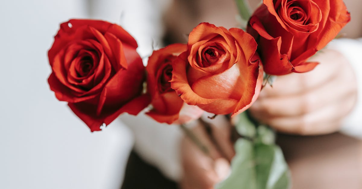 Understanding Flower Care and Conditioning Techniques